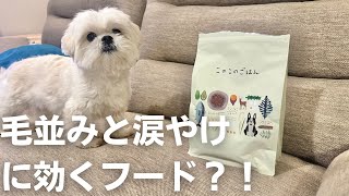 久々の「このこのごはん」で毛並みも涙やけ対策もバッチリ！？ / マルチーズ×ペキニーズ