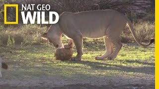 Watch a Lion Try to Eat a Tortoise | Nat Geo Wild