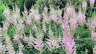 Astilbe chinensis var. taquettii 'Superba'