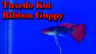 Tuxedo Koi Ribbon Guppy || Indian guppy farm guppies || hybrid guppy || Fancy guppies