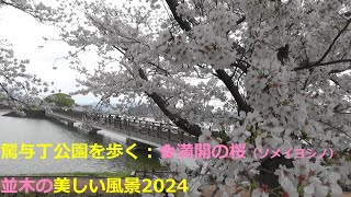 駕与丁公園を歩く：満開の桜（ソメイヨシノ）並木の美しい風景2024Walking through Kayocho Park: Yoshino cherry trees in full bloom