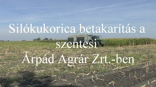 Silókukorica betakarítás a szentesi Árpád Agrár Zrt.-ben