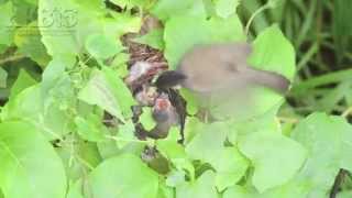 紅耳鵯 Red-whiskered Bulbul (Pycnonotus jocosus)