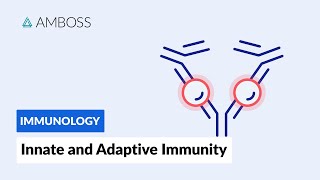 Innate and Adaptive Immunity: Types of Immune Responses (Full version)