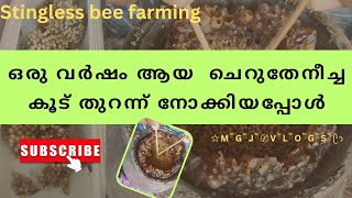 ഒരു വർഷം ആയ ചെറുതേനീച്ച കോളനി തുറന്നു നോക്കിയപ്പോൾ/Stingless Bee Farming #stinglessbeefarming