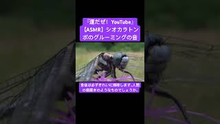 【ASMR】シオカラトンボのグルーミングの音 #sdgs #sound #虫の音 #nature #asmr #yt #insects #chewing #昆虫 #environment #トンボ