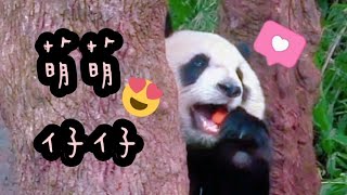 圓仔躲在樹幹後面吃紅蘿蔔，順道磨指甲|熊貓貓熊The Giant Panda Yuan Yuan and Yuan Bao|台北市立動物園