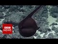 Big-mouthed eel gulps for the camera - BBC News