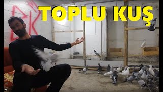 Toplu Kuş Sahiplendirilecek. 35 Adet Taklacı Oyun Güvercini 1000 Puan. Gebze. 545,550,01,92