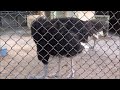 2012年8月5日 野毛山動物園 ダチョウ