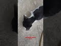 Kucing Makan Ulat ... Seram Ngeri Dan Mengelikan !