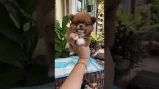 @จำหน่ายลูกสุนัขปอม ปอมแท้ ปอมหน้าหมี pomeranian pom 0841114554-0865553443