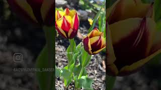 Flowers bloom #fypシ #ytmonetization #youtubeshorts #foryourpage #viralvideo #vídeoviral