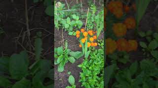 ๋๋Harvest time บรรยากาศเก็บผักตอนเช้าๆ  #countrysidelife #thailand #garden