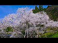 2022 臥龍桜 満開 見頃 高山市一之宮町 4k 自然映像