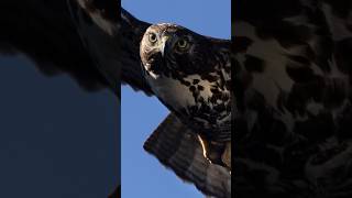 Beautiful eyes! #hawks #wildlife #photography #eyecontact #nature #animals #birds #raptor #awesome