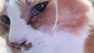 ゴロゴロ音を奏でながらふみふみマッサージで飼い主を癒やしてくれるマッサージ師きなこ