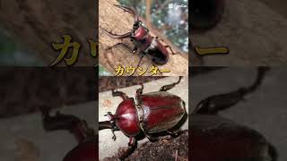 クワガタＶSカブトムシ強さ比べ