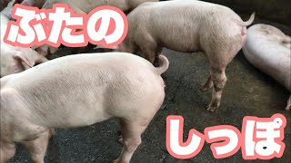 【フリフリ】豚の尻尾を観察してみた