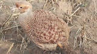 Gray Francolin pair voice, Partridge sound, Teetar ke Awaz boli calling