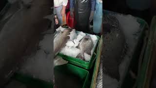 Much crazy huge fishes 明發定置漁場 石雕王+鮸魚 老闆笑哈哈