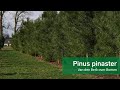 Pinus Pinaster - Zeeden | Van den Berk over Bomen