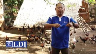 AGRITV JUNE 25 EP  GAMEFOWL MANAGEMENT WITH HENRY YAP