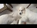 自分達が甘えたい時はちゃんと甘えるルンルンとアランです　great pyrenees　グレートピレニーズ