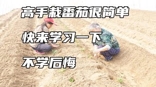 还再错误的栽番茄？难怪产量低，高手的方法很简单【付老师种植技术团队官方频道】