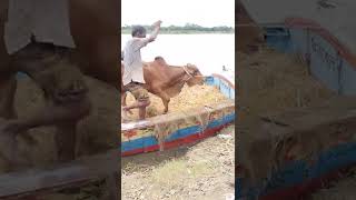 cow unloading, cow videos, cow video, big cow, goru hamba cow(2)
