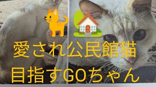 【愛され公民館猫目指すGOちゃん】１０月５日交番→公民館受付の方をお尋ね→庭猫シロちゃん→高校生のお世話する猫用お届けもの