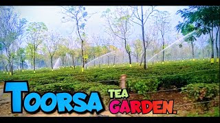 Toorsa Tea Garden, Kalchini, West Bengal.