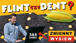 FLINT CZY DENT? ➕ ZMIENNY WYSIEW KUKURYDZY