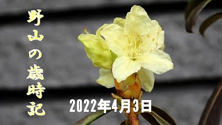 野山の歳時記　自宅の庭で咲きはじめた野花と野鳥　2022年4月3日