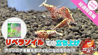 リベラソイルでの立ち上げ〜アマゾニアを超えるソイルになれるのか〜経過報告2023年11月編【レッドビーシュリンプ】