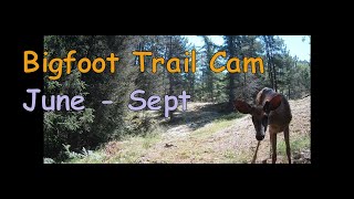 Bigfooter Gary Ep. 94 - Three Months Of Trail Camera