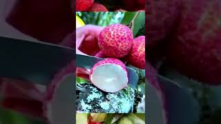 বিচি ছাড়া লিচু lychee without seeds #shorts #beautiful #ytshorts #shortsvideo #viral