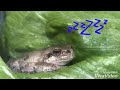 【きっと好きになる】レタスの上でくつろぐアマガエル〜treefrog likes lying at ease on the lettuce〜