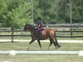 trakehner mare