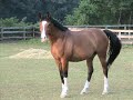 trakehner mare