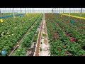 Flower industry blooms in southwest China