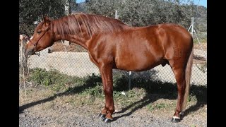 TOP PRE stallion ideal for working Equitation in liberty