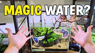 How To Make Magic Guppy Water - "Natural" vs DIY