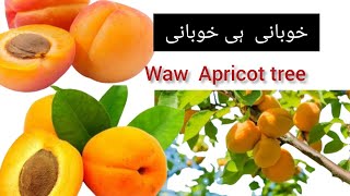 Apricot tree.. سیاچن کے لوگ کیسے خوبانی اترتے ھے درخت سے۔۔