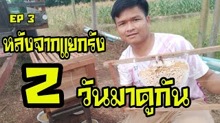 แยกรังผึ้งโพรง | ย้ายรังผึ้งโพรง EP 3