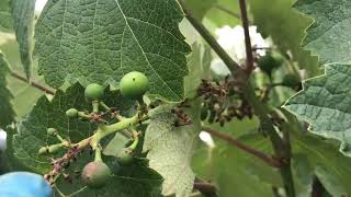 Help! My Grapes Are Dying