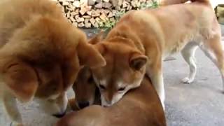 柴犬クンタ＆ハチ　小梅に危機感を募らせる