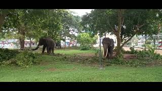 මිහින් රාජා 🐘 බුරුම රාජා 🐘 වීරකැටියේ අභිමානය..#GandarA🌴Villeje #@virajniroshan4430# 👑️ ❤️🐘🐘 ❤️🇱🇰