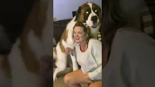 Saint Bernard's Hilarious Humping Moment You Won’t Believe! 😲 #shorts #dogshorts #funnydogvideo