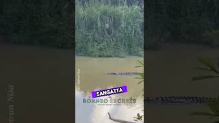 Predator Penghuni Sungai Sangatta Muncul #shorts #predator #buaya